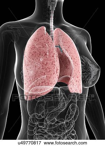 Healthy lungs, artwork View Large Illustration Stock Illustration - Healthy lungs, artwork. Fotosearch
