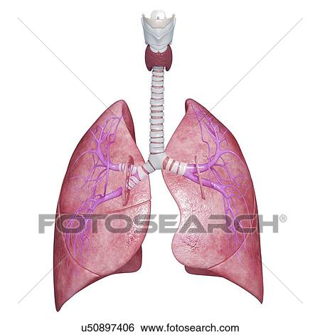 Healthy lungs, artwork View Large Illustration Stock Illustration - Healthy lungs, artwork. Fotosearch