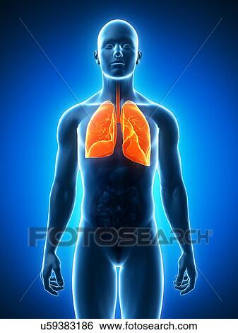 Stock Illustration - Healthy lungs, artwork. Fotosearch