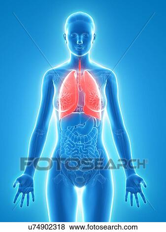 Healthy lungs, artwork View Large Illustration Stock Illustration - Healthy lungs, artwork. Fotosearch