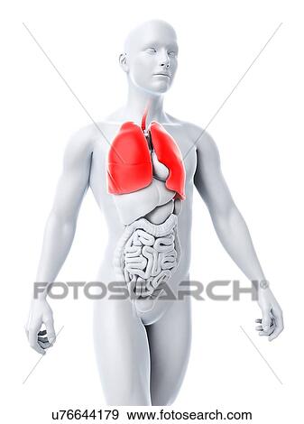 Stock Illustration - Healthy lungs, artwork. Fotosearch
