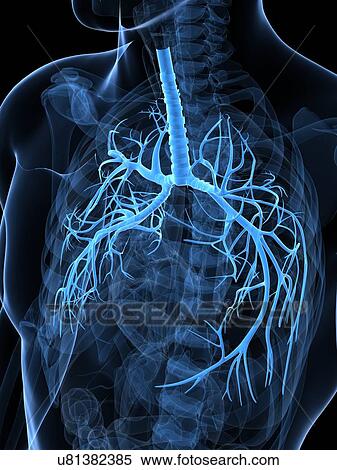 Healthy lungs, artwork View Large Illustration Stock Illustration - Healthy lungs, artwork. Fotosearch