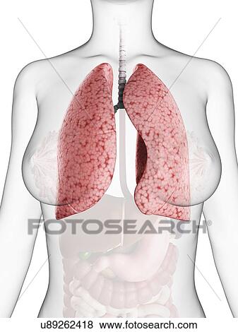 Healthy lungs, artwork View Large Illustration Stock Illustration - Healthy lungs, artwork. Fotosearch