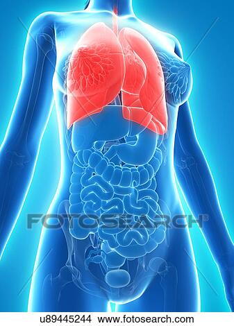 Healthy lungs, artwork View Large Illustration Stock Illustration - Healthy lungs, artwork. Fotosearch