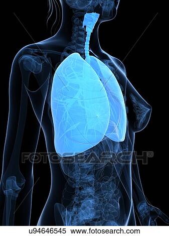 Healthy lungs, artwork View Large Illustration Stock Illustration - Healthy lungs, artwork. Fotosearch