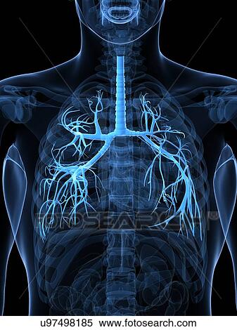 Healthy lungs, artwork View Large Illustration Stock Illustration - Healthy lungs, artwork. Fotosearch