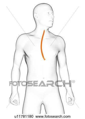 Healthy oesophagus, artwork View Large Illustration Clipart - Healthy oesophagus, artwork. Fotosearch