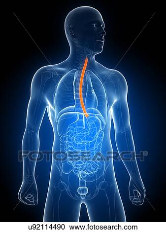 Healthy oesophagus, artwork View Large Illustration Clipart - Healthy oesophagus, artwork. Fotosearch