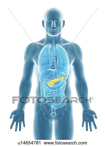 Healthy pancreas, artwork View Large Illustration Clip Art - Healthy pancreas, artwork. Fotosearch