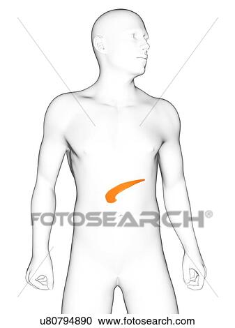 Clipart - Healthy pancreas, artwork. Fotosearch