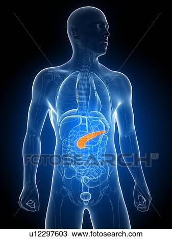 Drawing - Healthy pancreas, artwork. Fotosearch