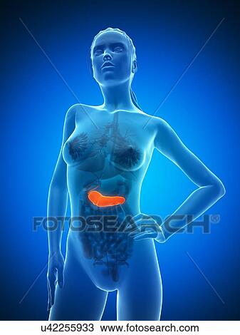 Healthy pancreas, artwork View Large Illustration Drawing - Healthy pancreas, artwork. Fotosearch