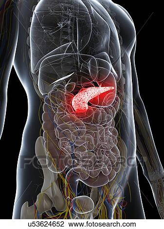 Drawing - Healthy pancreas, artwork. Fotosearch