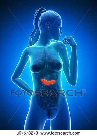 Drawing - Healthy pancreas, artwork. Fotosearch