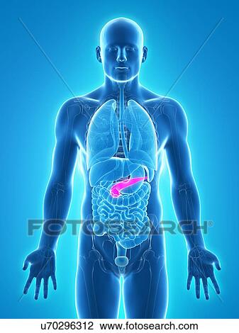 Healthy pancreas, artwork Drawing | u70296312 | Fotosearch