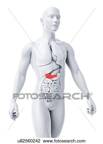 Healthy pancreas, artwork View Large Illustration Drawing - Healthy pancreas, artwork. Fotosearch