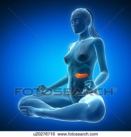 Healthy pancreas, artwork View Large Illustration Stock Illustration - Healthy pancreas, artwork. Fotosearch