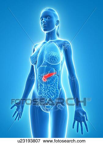 Healthy pancreas, artwork View Large Illustration Stock Illustration - Healthy pancreas, artwork. Fotosearch