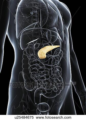 Stock Illustration - Healthy pancreas, artwork. Fotosearch