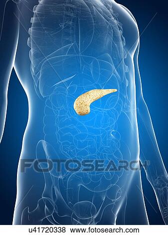 Healthy pancreas, artwork View Large Illustration Stock Illustration - Healthy pancreas, artwork. Fotosearch