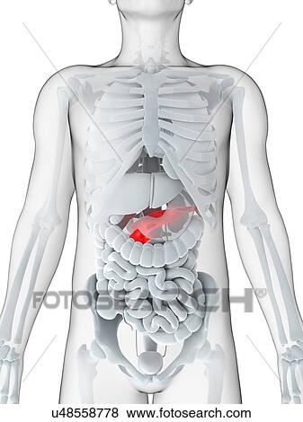 Stock Illustration - Healthy pancreas, artwork. Fotosearch