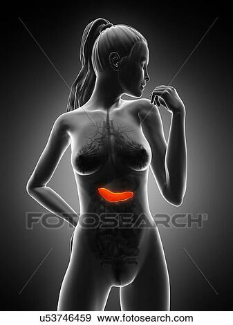 Stock Illustration - Healthy pancreas, artwork. Fotosearch