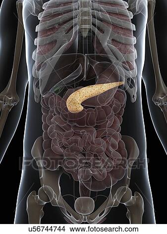 Stock Illustration - Healthy pancreas, artwork. Fotosearch