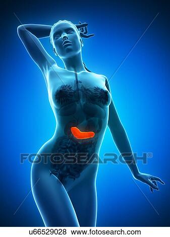 Healthy pancreas, artwork View Large Illustration Stock Illustration - Healthy pancreas, artwork. Fotosearch