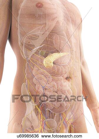 Healthy pancreas, artwork View Large Illustration Stock Illustration - Healthy pancreas, artwork. Fotosearch