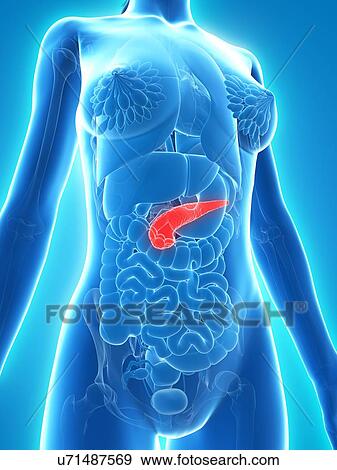 Healthy pancreas, artwork View Large Illustration Stock Illustration - Healthy pancreas, artwork. Fotosearch