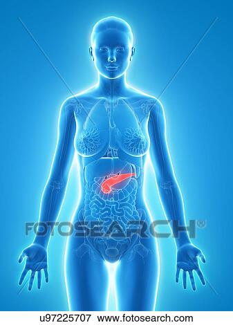Stock Illustration - Healthy pancreas, artwork. Fotosearch