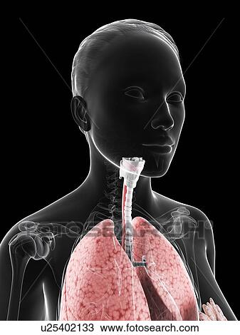Drawing - Healthy respiratory system, artwork. Fotosearch