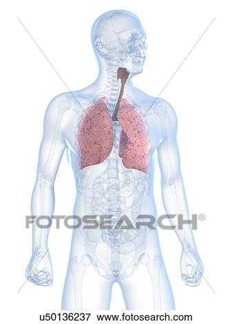 Healthy respiratory system, artwork View Large Illustration Stock Illustration - Healthy respiratory system, artwork. Fotosearch
