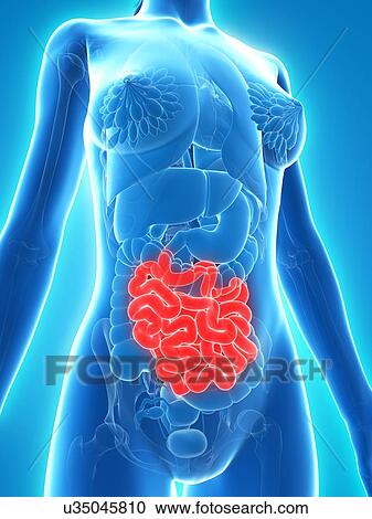 Healthy small intestine, artwork View Large Illustration Clipart - Healthy small intestine, artwork. Fotosearch
