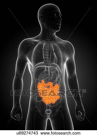 Healthy small intestine, artwork View Large Illustration Drawing - Healthy small intestine, artwork. Fotosearch