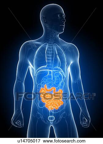 Stock Illustration - Healthy small intestine, artwork. Fotosearch