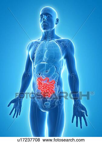 Stock Illustration - Healthy small intestine, artwork. Fotosearch