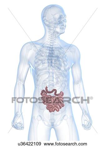 Stock Illustration - Healthy small intestine, artwork. Fotosearch
