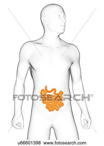 Healthy small intestine, artwork View Large Illustration Stock Illustration - Healthy small intestine, artwork. Fotosearch