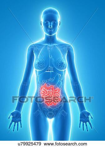 Healthy small intestine, artwork View Large Illustration Stock Illustration - Healthy small intestine, artwork. Fotosearch