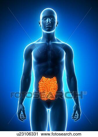 Healthy small intestines, artwork View Large Illustration Clip Art - Healthy small intestines, artwork. Fotosearch