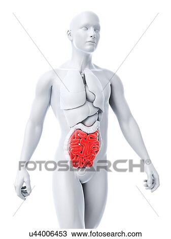 Healthy small intestines, artwork View Large Illustration Drawing - Healthy small intestines, artwork. Fotosearch