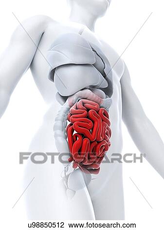 Healthy small intestines, artwork View Large Illustration Drawing - Healthy small intestines, artwork. Fotosearch