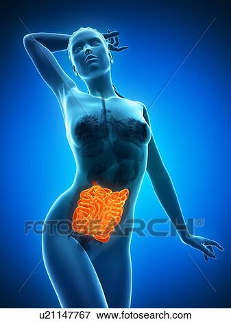 Stock Illustration - Healthy small intestines, artwork. Fotosearch