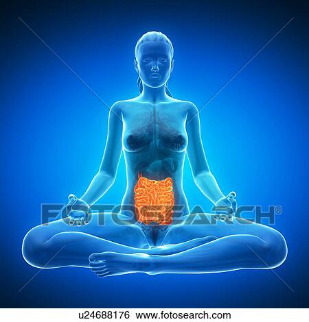 Healthy small intestines, artwork View Large Illustration Stock Illustration - Healthy small intestines, artwork. Fotosearch