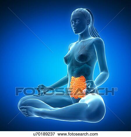 Healthy small intestines, artwork View Large Illustration Stock Illustration - Healthy small intestines, artwork. Fotosearch