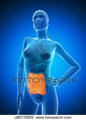 Stock Illustration - Healthy small intestines, artwork. Fotosearch