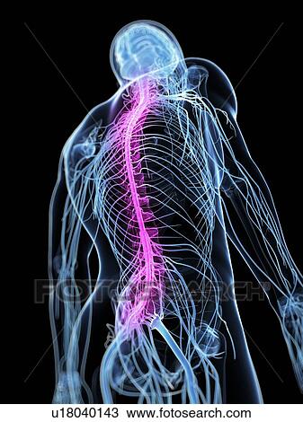Healthy spinal cord, artwork View Large Illustration Drawing - Healthy spinal cord, artwork. Fotosearch