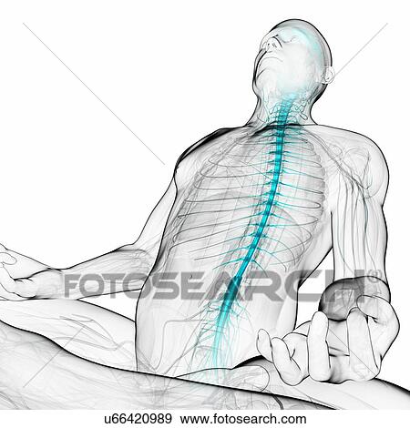 Healthy spinal cord, artwork View Large Illustration Stock Illustration - Healthy spinal cord, artwork. Fotosearch