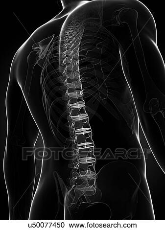 Clipart - Healthy spine, artwork. Fotosearch